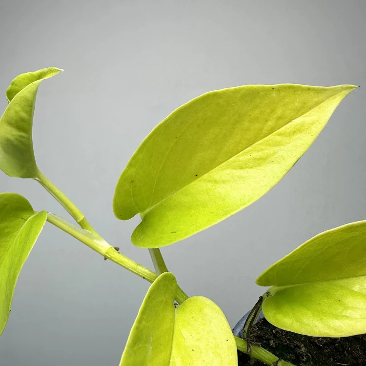 Epipremnum Golden Pothos Neon P9 #3