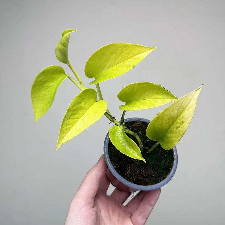 Epipremnum Golden Pothos Neon P9 #4