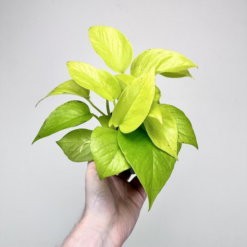 Epipremnum Golden Pothos Neon P11 #1
