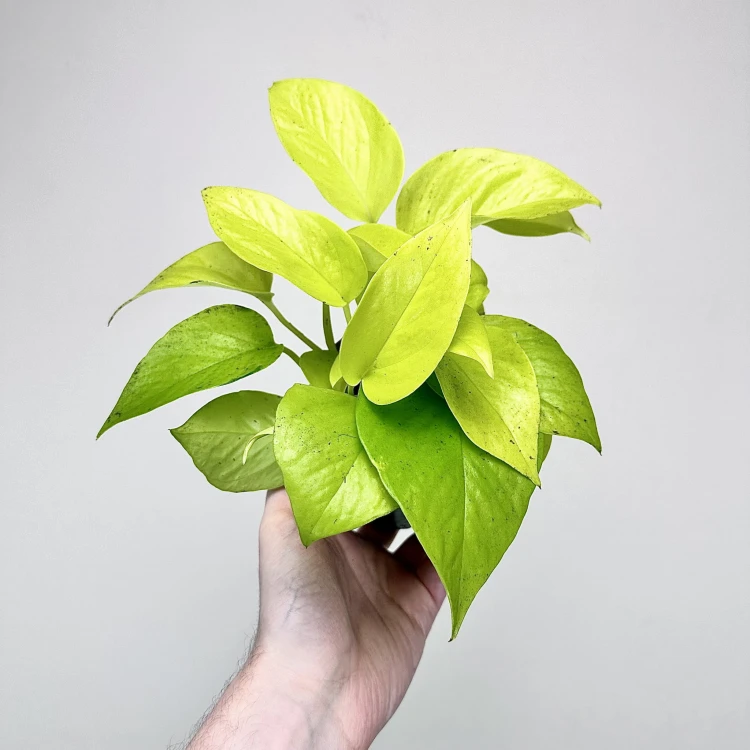 Epipremnum Golden Pothos Neon P11 #1