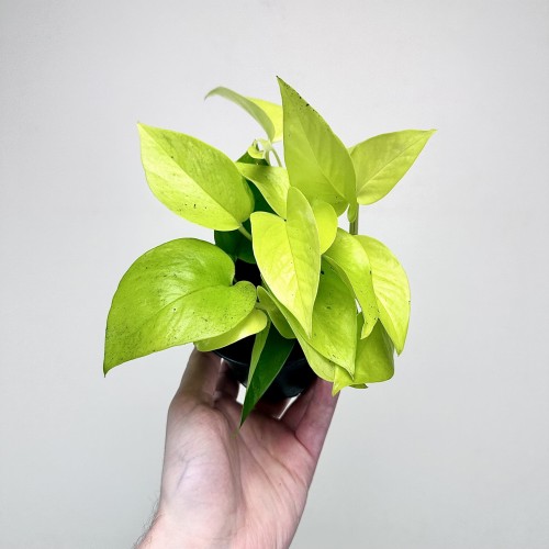Epipremnum Golden Pothos Neon P11 #2