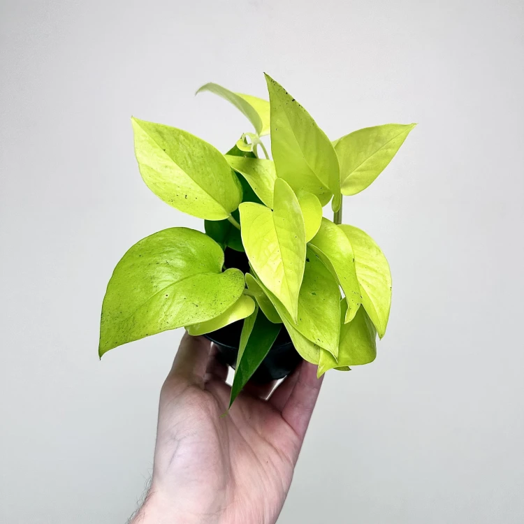 Epipremnum Golden Pothos Neon P11 #2