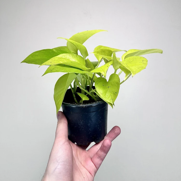 Epipremnum Golden Pothos Neon P11 #3