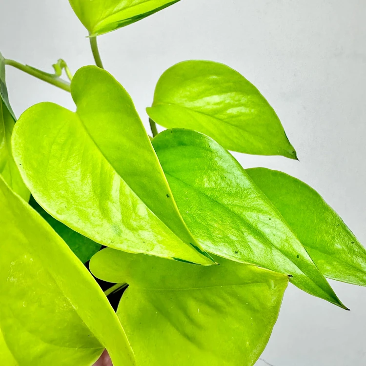 Epipremnum Golden Pothos Neon P11 #4