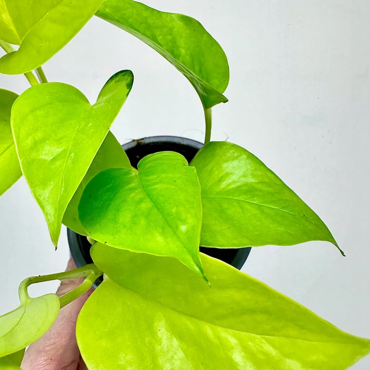 Epipremnum Golden Pothos Neon P11 #5