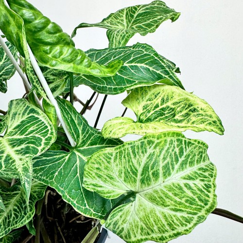 Syngonium Batik Zroślicha P17 wisząca #2