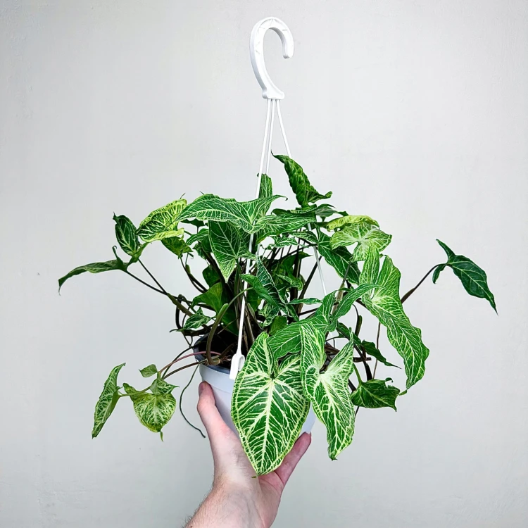 Syngonium Batik Zroślicha P17 wisząca #3