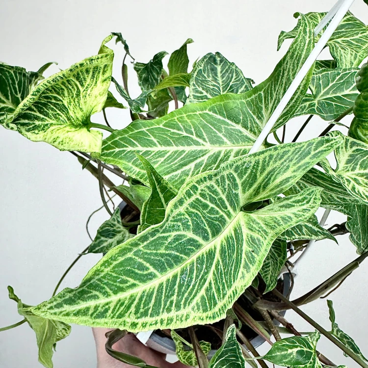 Syngonium Batik Zroślicha P17 wisząca #4