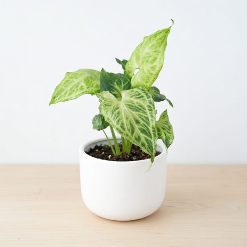 Syngonium Batik Zroślicha P9 #1