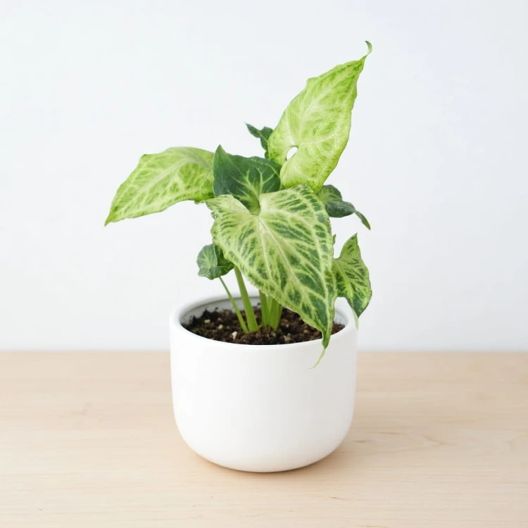 Syngonium Batik Zroślicha P9 #1