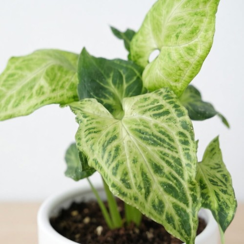 Syngonium Batik Zroślicha P9 #2