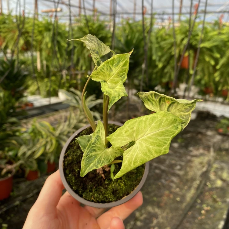 Syngonium Batik Zroślicha P9 #5