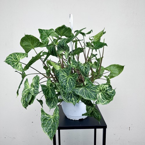 Syngonium Batik Zroślicha P19 wisząca #1