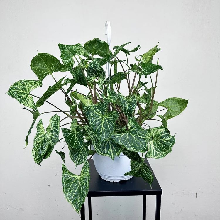 Syngonium Batik Zroślicha P19 wisząca #1