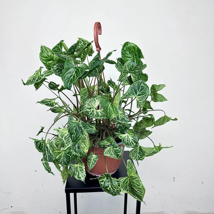 Syngonium Batik Zroślicha P19 wisząca #2