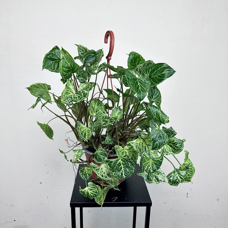 Syngonium Batik Zroślicha P19 wisząca #3