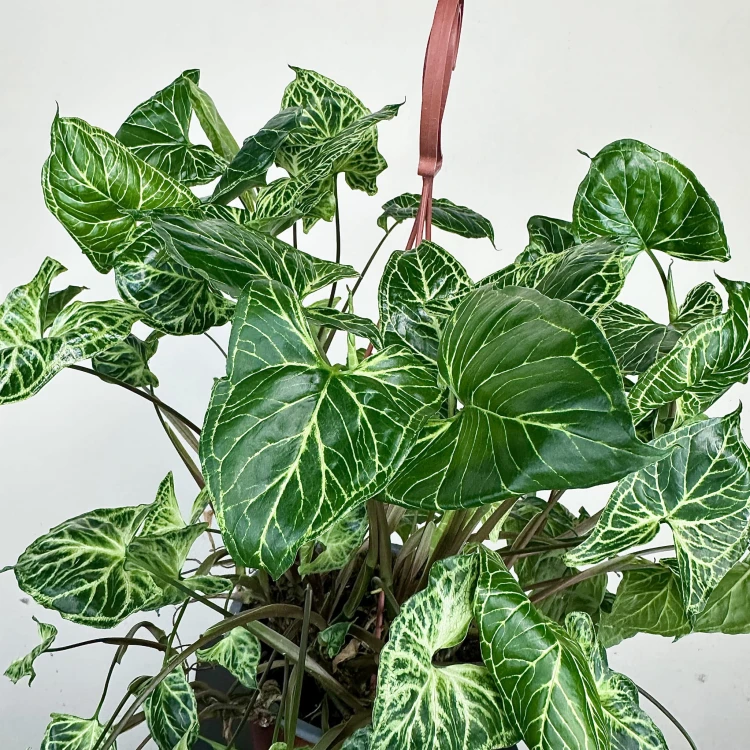 Syngonium Batik Zroślicha P19 wisząca #4