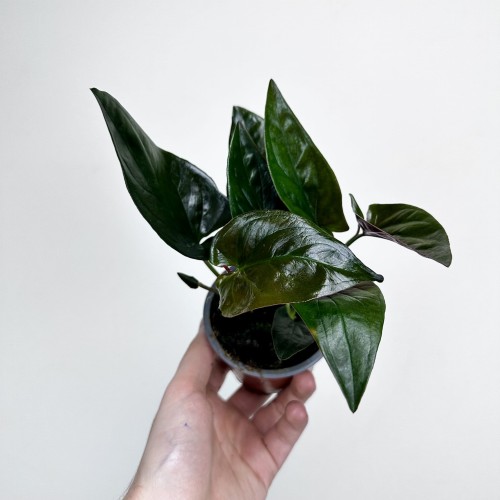 Syngonium Erythrophyllum Red Arrow Zroślicha P9 #1