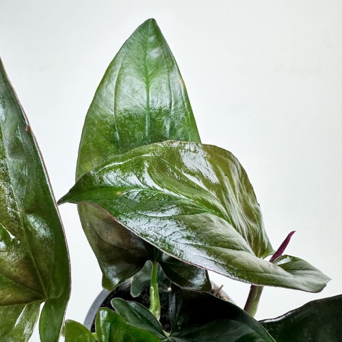Syngonium Erythrophyllum Red Arrow Zroślicha P9 #2