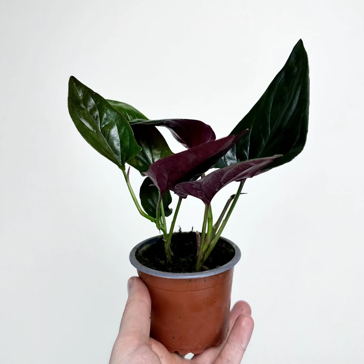 Syngonium Erythrophyllum Red Arrow Zroślicha P9 #3