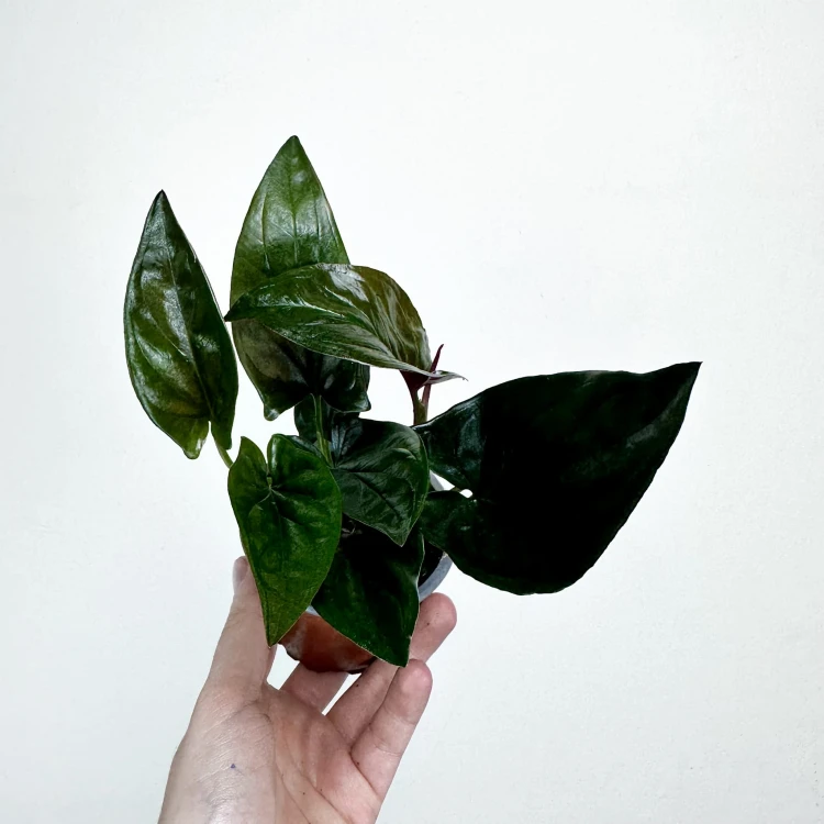 Syngonium Erythrophyllum Red Arrow Zroślicha P9 #4