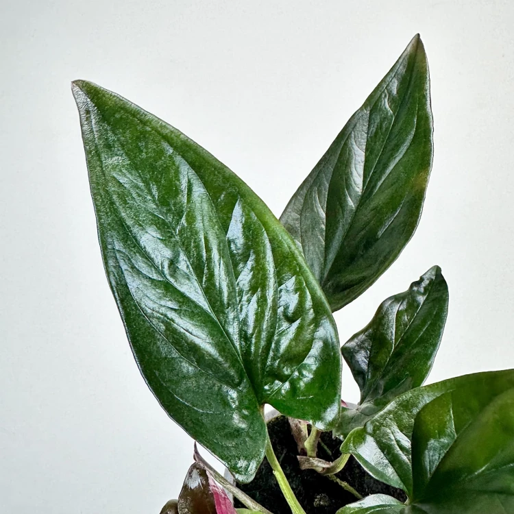 Syngonium Erythrophyllum Red Arrow Zroślicha P9 #5