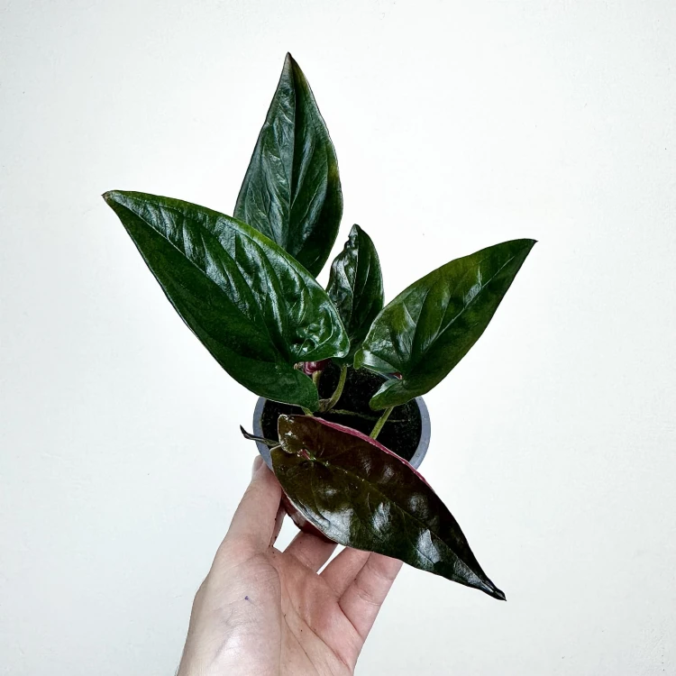 Syngonium Erythrophyllum Red Arrow Zroślicha P9 #6
