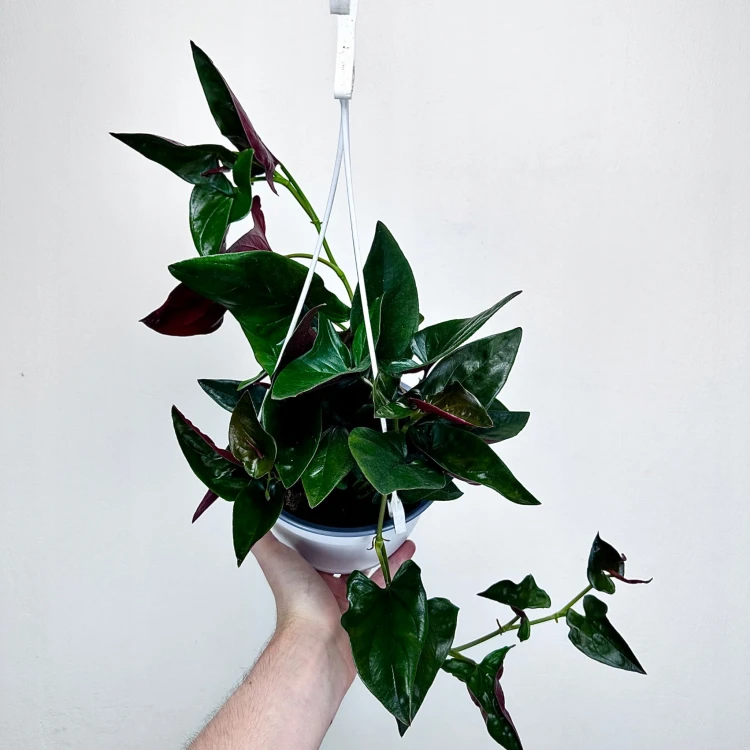 Syngonium Erythrophyllum Red Arrow Zroślicha P17 wisząca #1
