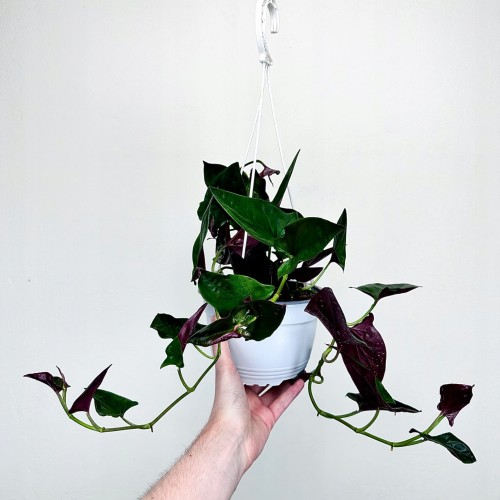 Syngonium Erythrophyllum Red Arrow Zroślicha P17 wisząca #2