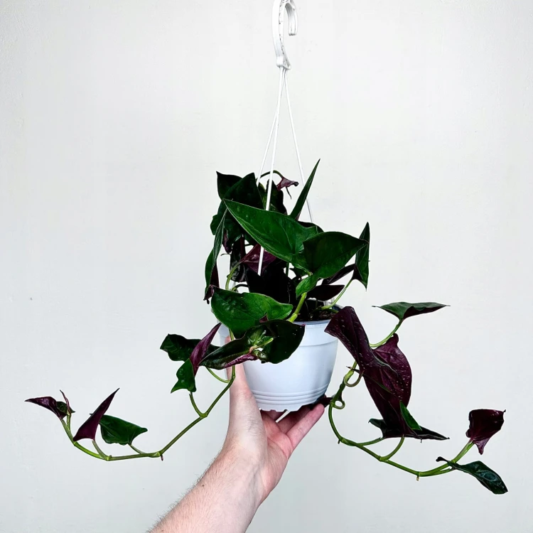 Syngonium Erythrophyllum Red Arrow Zroślicha P17 wisząca #2