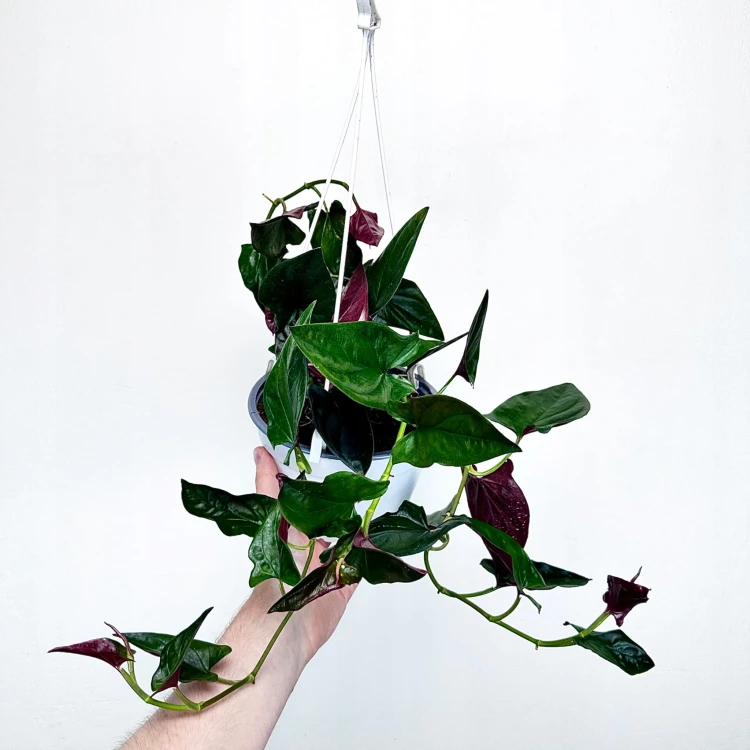 Syngonium Erythrophyllum Red Arrow Zroślicha P17 wisząca #3