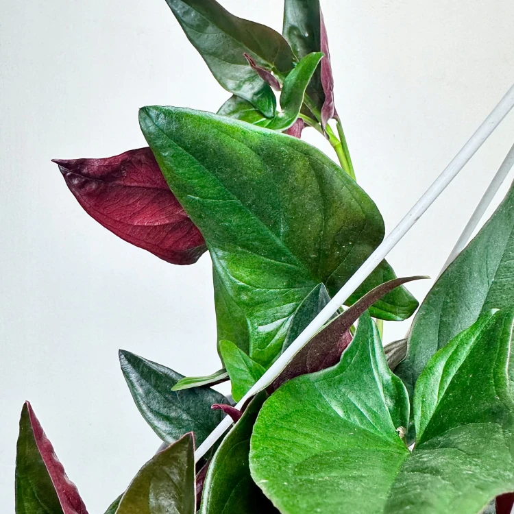 Syngonium Erythrophyllum Red Arrow Zroślicha P17 wisząca #4