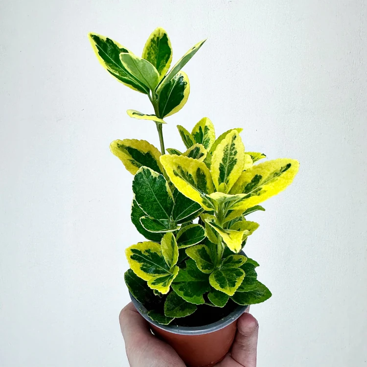 Trzmielina Euonymus zółto-zielona #3