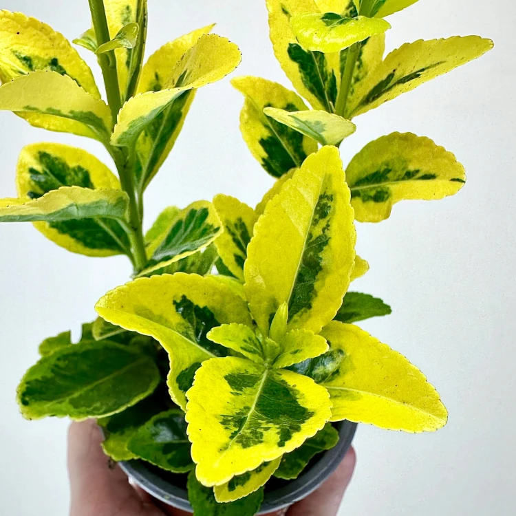Trzmielina Euonymus zółto-zielona #4