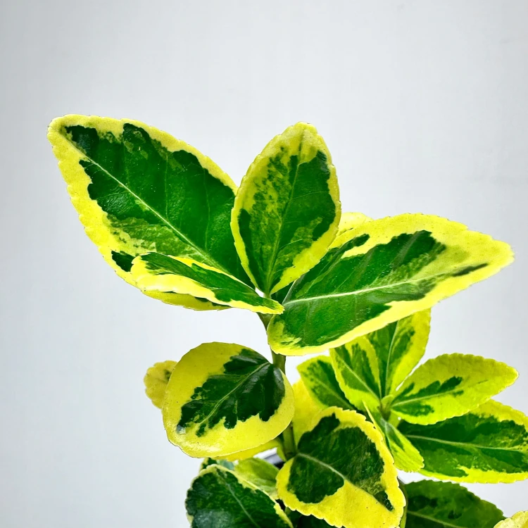 Trzmielina Euonymus zółto-zielona #6