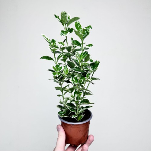 Trzmielina Euonymus biało-zielona P9 #1