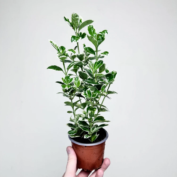 Trzmielina Euonymus biało-zielona P9 #1