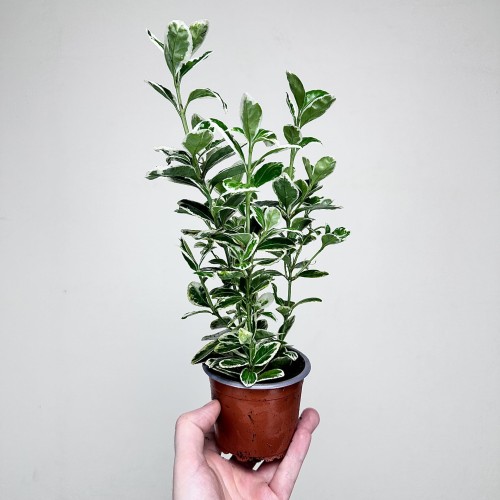 Trzmielina Euonymus biało-zielona P9 #2
