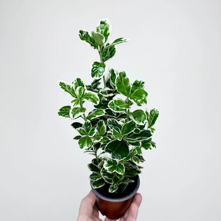 Trzmielina Euonymus biało-zielona P9 #3