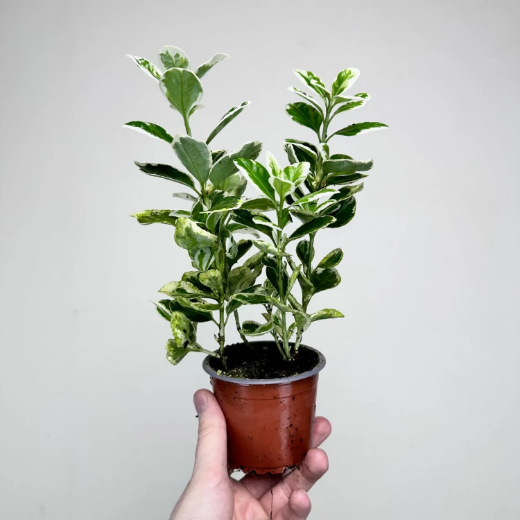 Trzmielina Euonymus biało-zielona P9 #4