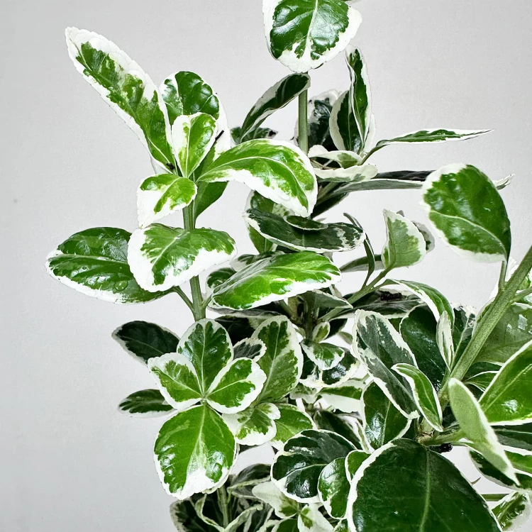 Trzmielina Euonymus biało-zielona P9 #5