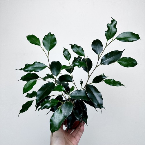 Ficus benjamina Danielle Fikus P9 #1