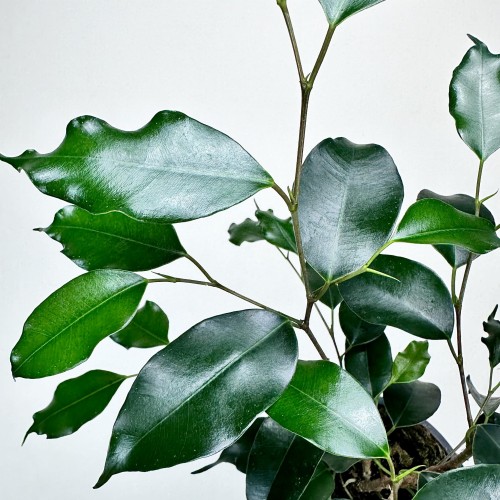 Ficus benjamina Danielle Fikus P9 #2