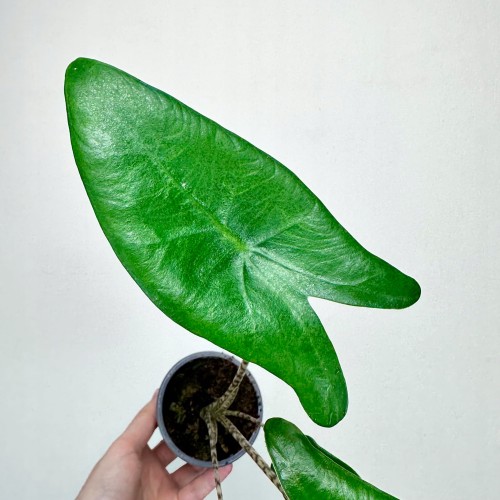 Alocasia Zebrina Alokazja pasiasta #2