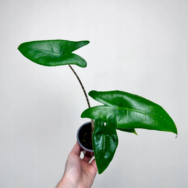Alocasia Zebrina Alokazja pasiasta #3