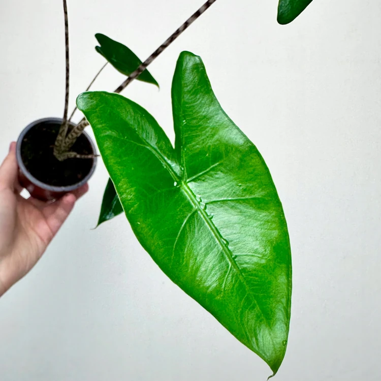 Alocasia Zebrina Alokazja pasiasta #4