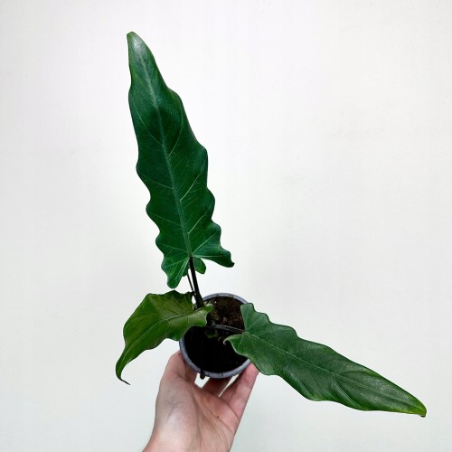 Alokazja Alocasia Lauterbachiana #1