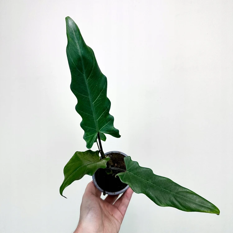 Alokazja Alocasia Lauterbachiana #1