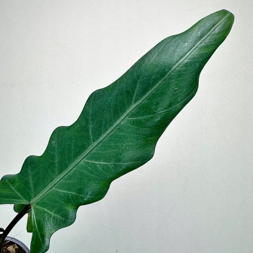 Alokazja Alocasia Lauterbachiana #2