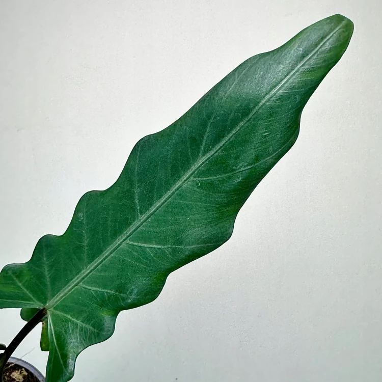 Alokazja Alocasia Lauterbachiana #2